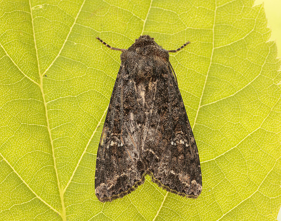 73.274 BF2154 Cabbage Moth Mamestra brassicae