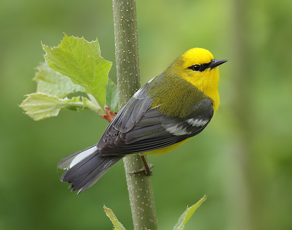 Blue-winged Warbler Vermivora cyanoptera