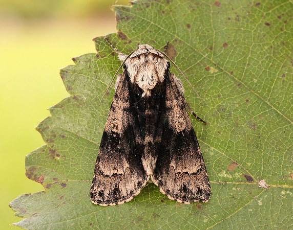 73.036 BF2281 Alder Moth Acronicta alni