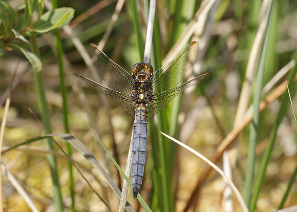 Keeled Skimmer Orthetrum coerulescens