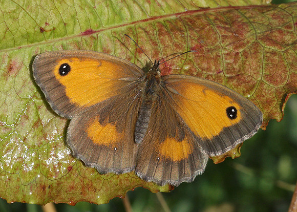 Gatekeeper Pyronia tithonus