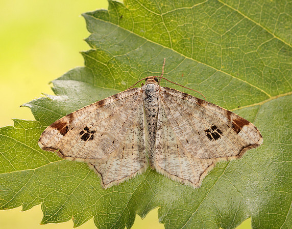 70.211 BF1889 Peacock Moth Macaria notata