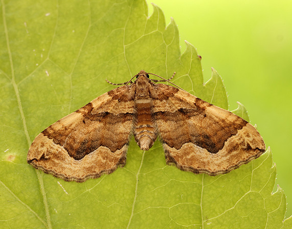 70.069 BF1749 Dark Spinach Pelurga comitata