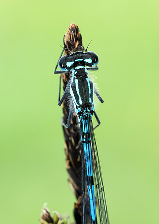 Variable Damselfly Coenagrion pulchellum