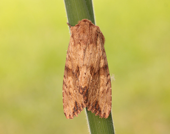 73.164 BF2323 Reddish Light Arches Apamea sublustris