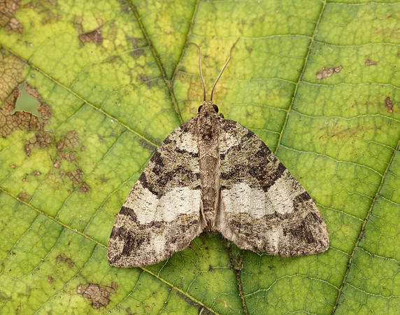 70.074 BF1777 July Highflyer Hydriomena furcata