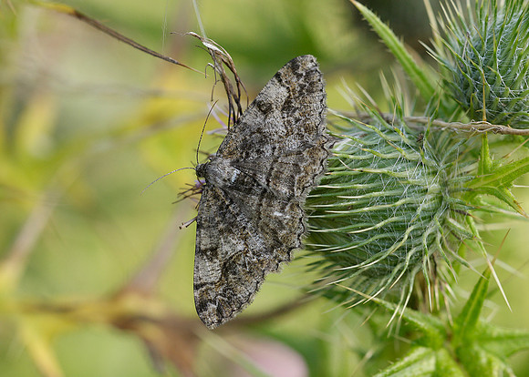 70.265 BF1941 Mottled Beauty Alcis repandata repandata