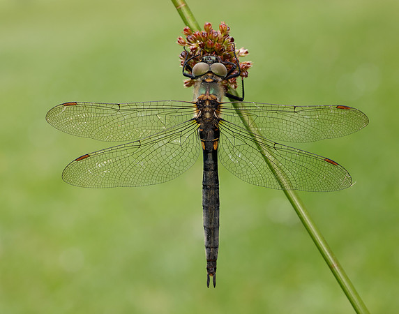 Northern Emerald Somatochlora arctica