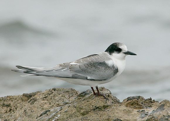 Arctic Tern Sterna paradisaea