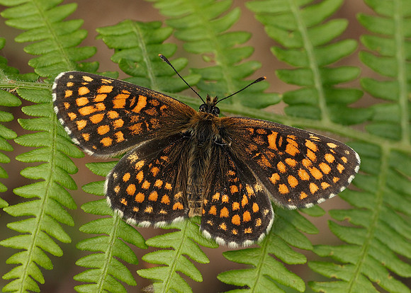 Heath Fritillary Melitaea athalia