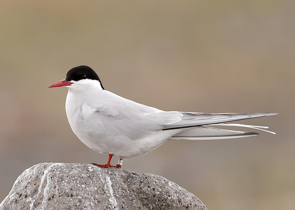 Arctic Tern Sterna paradisaea