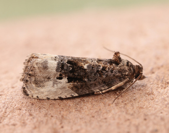 49.156 BF1083 Marbled Orchard Tortrix Hedya nubiferana