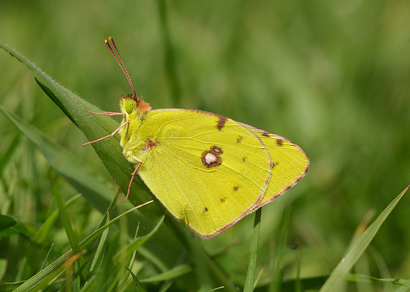 Clouded Yellow Colias croceus