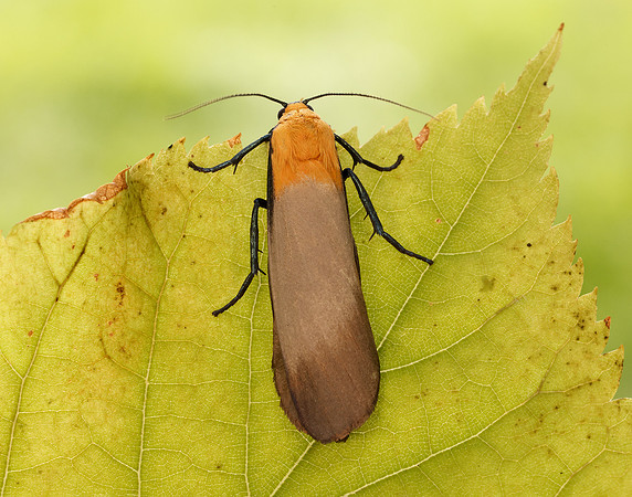 72.041 BF2051 Four-spotted Footman Lithosia quadra