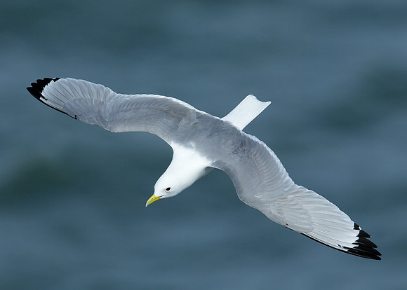 Kittiwake Rissa tridactyla