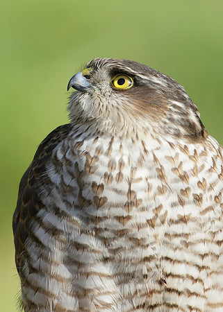 Sparrowhawk Accipiter nisus