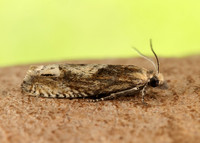 49.266 BF1200 Eucosma hohenwartiana