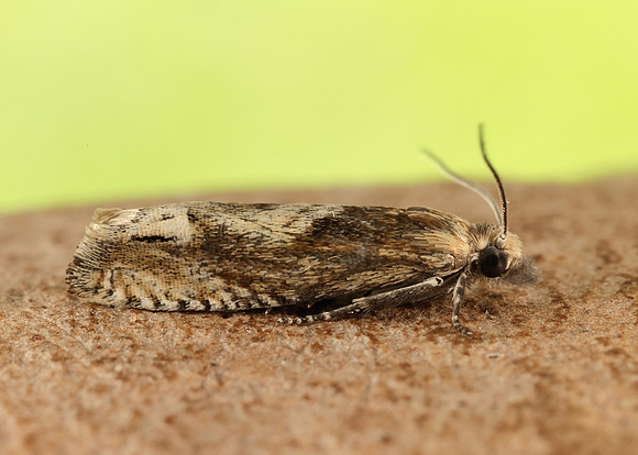 49.266 BF1200 Eucosma hohenwartiana