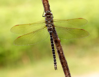 Common Hawker Aeshna juncea