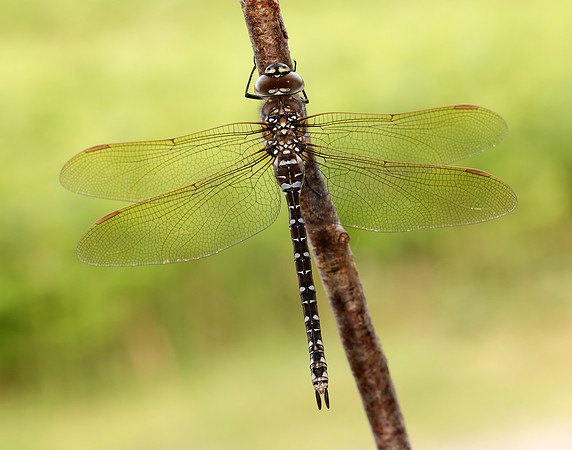 Common Hawker Aeshna juncea