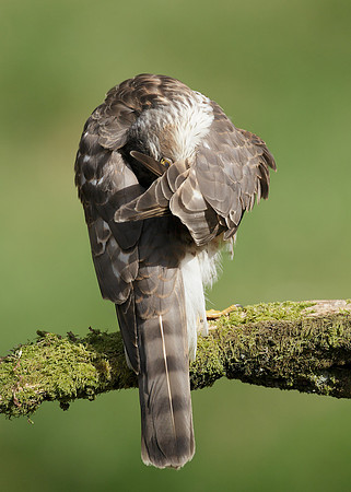 Sparrowhawk Accipiter nisus