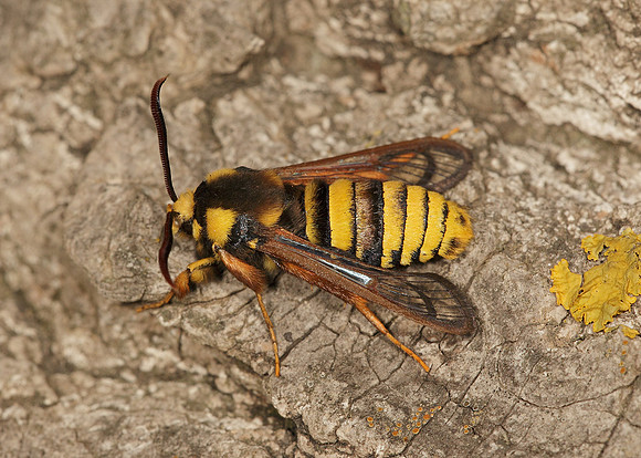 52.002 BF0370 Hornet Moth Sesia apiformis