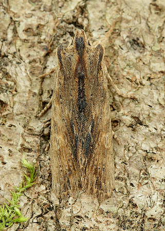 73.200 2235 Tawny Pinion Lithophane semibrunnea
