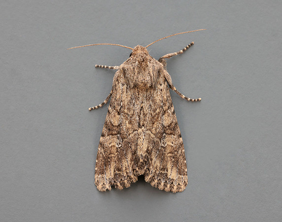 73.157 BF2333 Large Nutmeg Apamea anceps