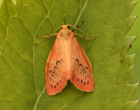 72.035 BF2037 Rosy Footman Miltochrista miniata