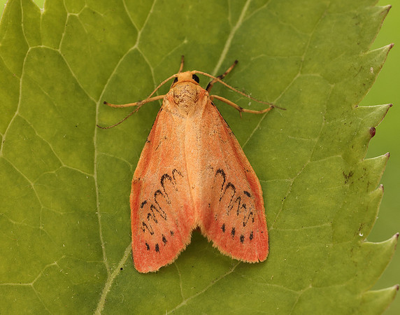72.035 BF2037 Rosy Footman Miltochrista miniata