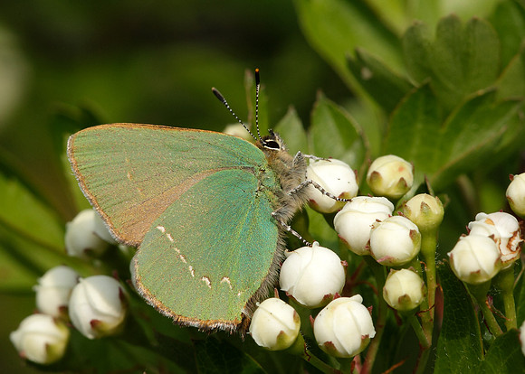 Green Hairstreak Callophrys rubi