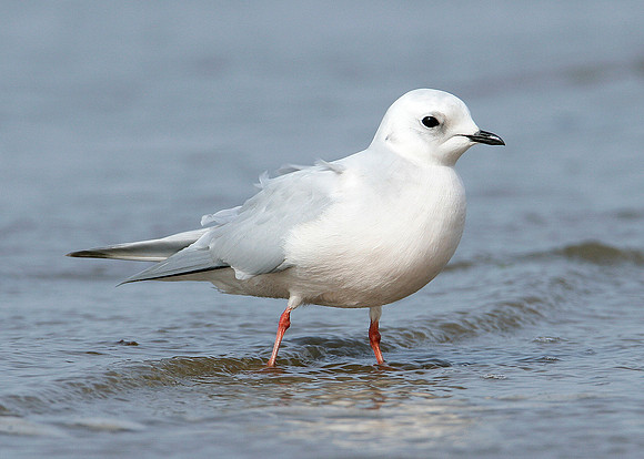 Ross's Gull Rhodostethia rosea