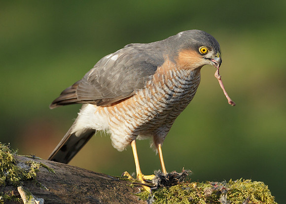Sparrowhawk Accipiter nisus