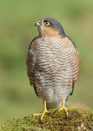 Sparrowhawk Accipiter nisus