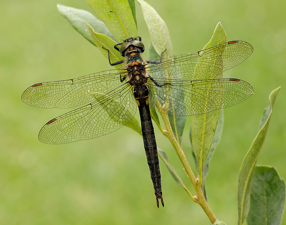 Northern Emerald Somatochlora arctica