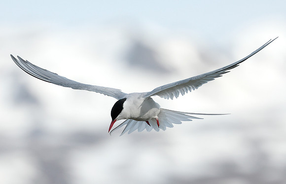 Arctic Tern Sterna paradisaea