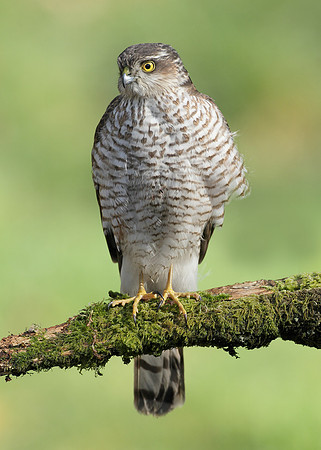 Sparrowhawk Accipiter nisus