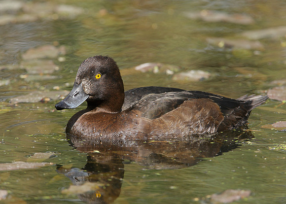 Tufted Duck Aythya fuligula