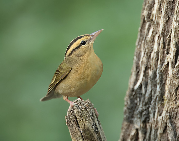Worm-eating Warbler Helmitheros vermivorum