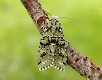 73.224 BF2247 Merveille du Jour Griposia aprilina