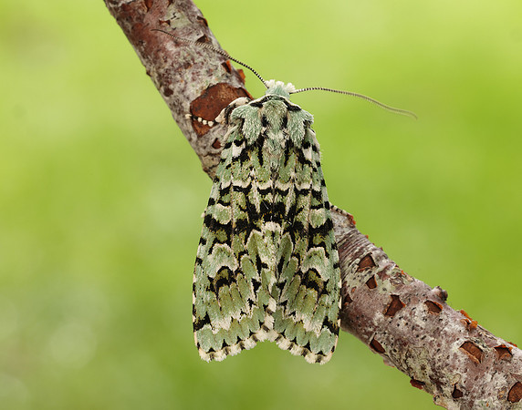 73.224 BF2247 Merveille du Jour Griposia aprilina