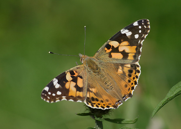 Painted Lady Vanessa cardui