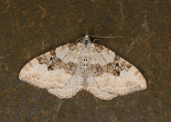 70.054 BF1727 Silver-ground Carpet Xanthorhoe montanata montanata