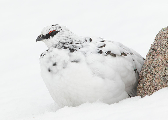 Ptarmigan Lagopus mutus