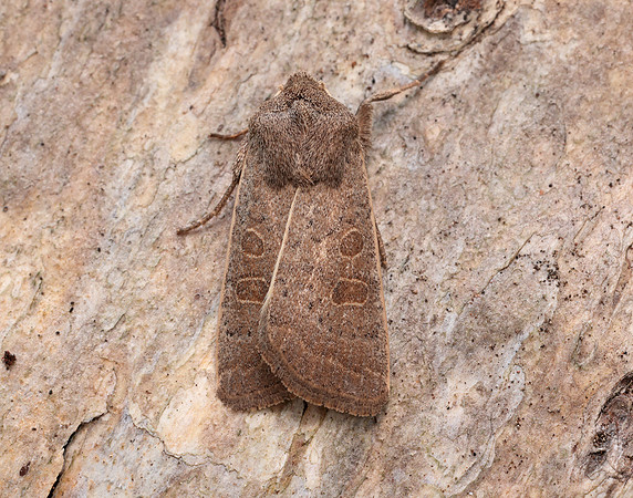 73.099 BF2384 Vine's Rustic Hoplodrina ambigua