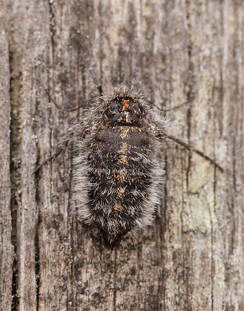 70.249 BF1929 Rannoch Brindled Beauty Lycia lapponaria