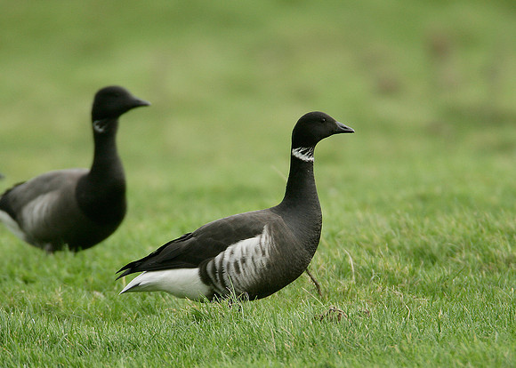 Black Brant Branta bernicla nigricans