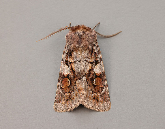 73.363 BF2125 Northern Dart Xestia alpicola