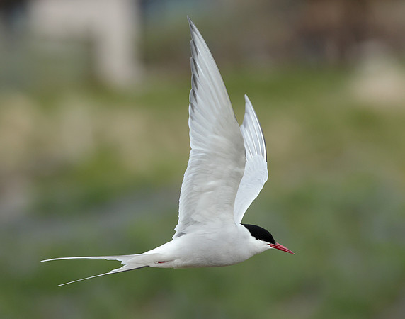 Arctic Tern Sterna paradisaea