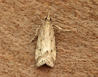 63.075 BF1336 Eudonia pallida